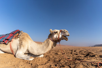 wahiba sands Camel 2
