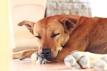 Close-up dog head While the dog is sleeping.