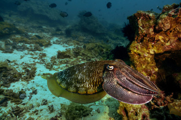 Obraz premium Underwater