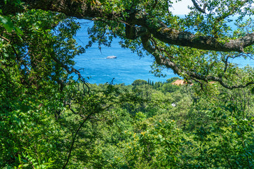 Dense thickets along a hiking trail on the Black Sea near Yalta
