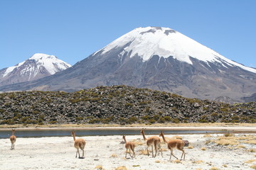 Volcan Parinacota au Chili