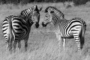 Fototapeta na wymiar Zebra safari black and white