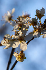 beautiful, colorful spring flowers bloom