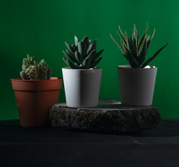 A row of small flower pots with green background