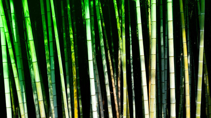 Bamboo forest in Japan, ever green and beautiful. Did you know? It is the best place to escape in case of an earthquake.
