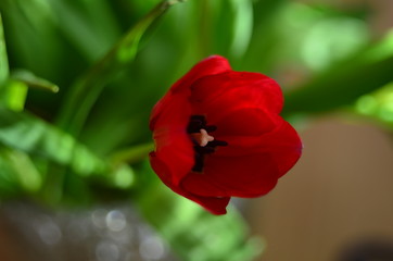 Fototapeta premium Abstract background of flowers. Close-up.
