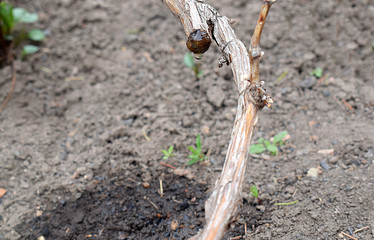 expiration of juice from a vine in spring