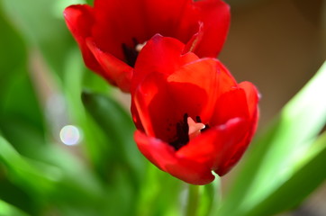 Abstract background of flowers. Close-up.