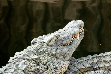 Crocodile du Nil