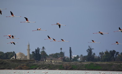 Flamingos fly over salt lake in Larnaca, Cyprus, in background historical mosque