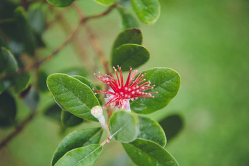 red flower in the garden