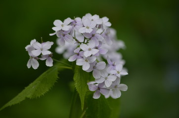 Abstract background of flowers. Close-up.