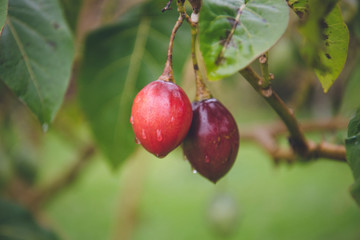 ripe plums on tree