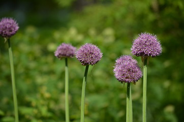 Abstract background of flowers. Close-up.