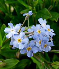 Blue forget-me-not flowers close up
