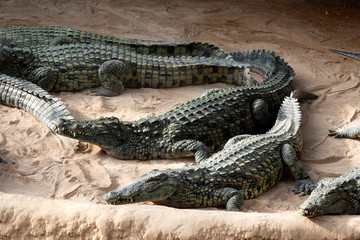 groupe de Crocodiles du Nil