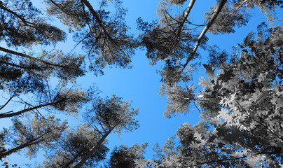 a view through the treetops to a summery sky
