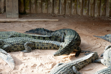 Groupe de Crocodiles du Nil