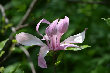 Abstract background of flowers. Close-up.
