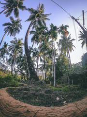 Palm Tree Farm