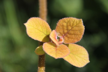 Kiwifruit bud branch and leaves during springtime