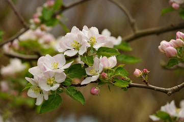 Fruit tree in bloom