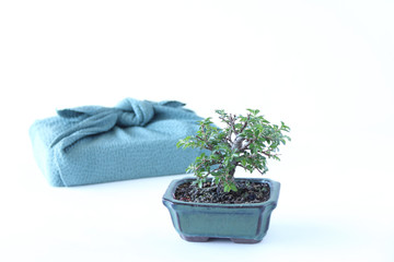 ニレケヤキの盆栽と風呂敷包み