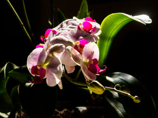 Orchidee Rispe, Phaleanopsis