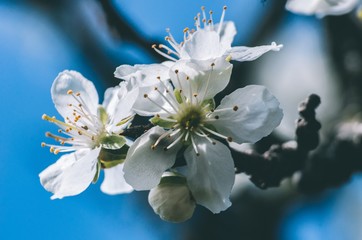 Kwiat wiśni  © Artur