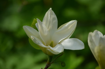 Abstract background of flowers. Close-up.