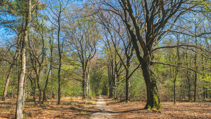 Obraz premium Road in Dutch forest