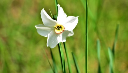 Fototapeta premium Abstract background of flowers. Close-up.