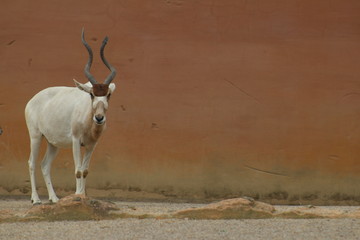 Antilope vor einer Wand