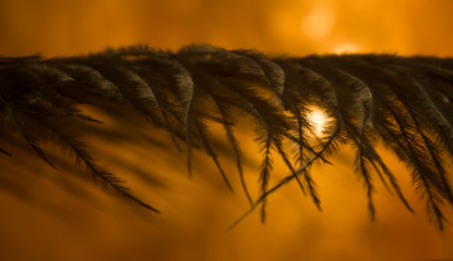 pi&oacute;ro na tle zachodzącego słońca