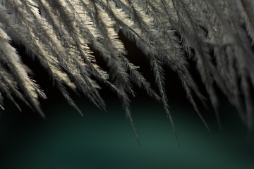 białe ptasie pióro 