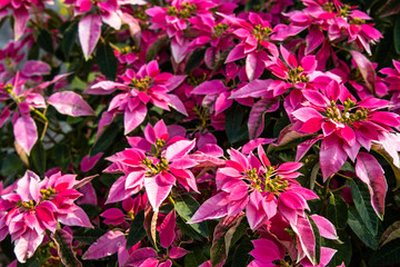 Field of blooming red poinsettia flowers in winter. Euphorbia pulcherrima. Red flower...