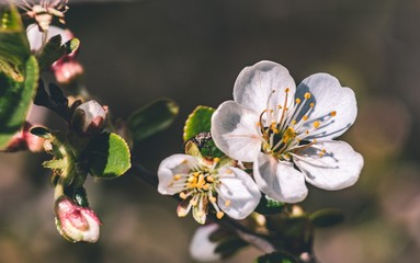 Kwiat wiśni  © Artur