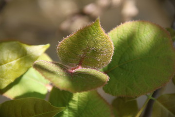 Kiwifruit bud branch and leaves during springtime