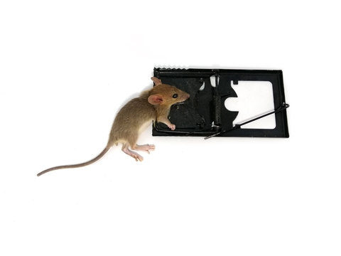 Dead mouse in a mousetrap on white background.