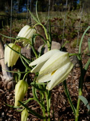  Bell Shaped  White Flower 