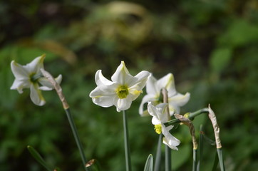 Abstract background of flowers. Close-up.