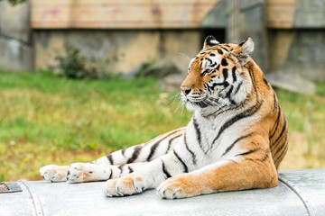 The tiger (Panthera tigris) is the largest species among the Felidae and classified in the genus Panthera. 