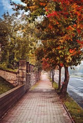 Fototapeta na wymiar Kolorowa aleja Jesieni 