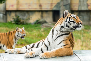 The tiger (Panthera tigris) is the largest species among the Felidae and classified in the genus...