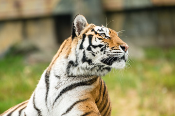 The tiger (Panthera tigris) is the largest species among the Felidae and classified in the genus...