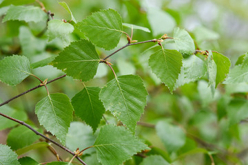 Fototapeta premium branch of a birch tree