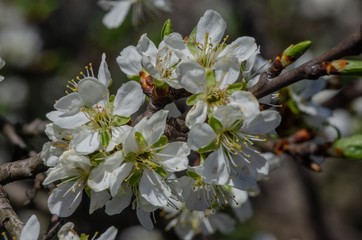 Kwiat wiśni  © Artur