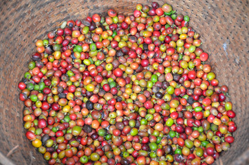 Świerze ziarna kawy na plantacji w Indonezji