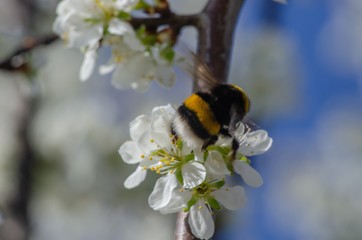 Trzmiel na kwiatku  © Artur