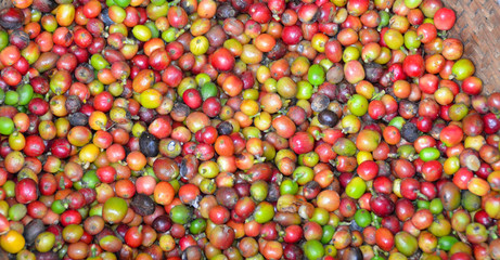 Kolorowe ziarna kawy na balijskiej plantacji - Indonezja